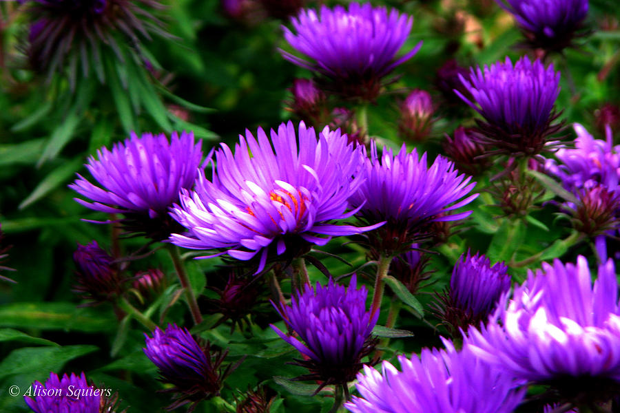 Asters Photograph by Alison Squiers - Fine Art America