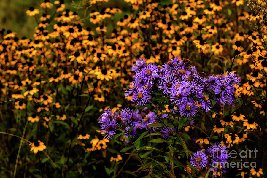 Asters and Black-eyed Susans Photograph by Thomas R Fletcher