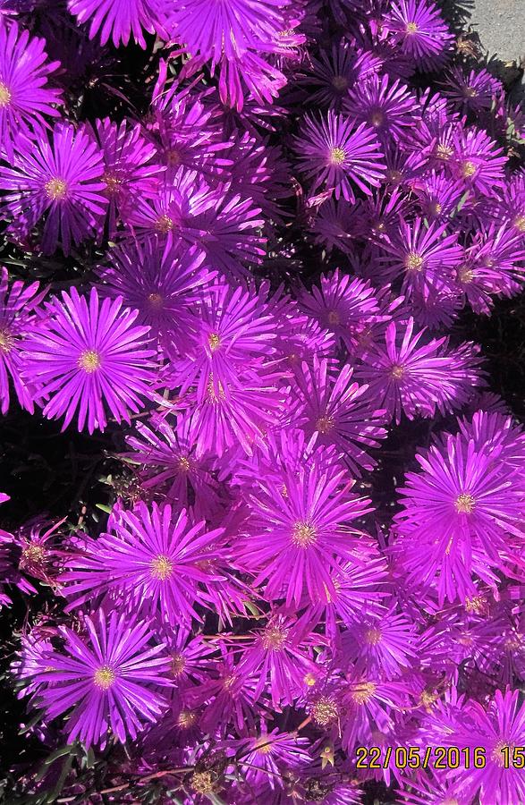 Asters at North Conway Photograph by Paul Meinerth