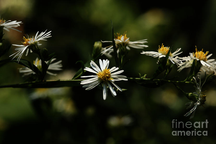 Asters Branch Photograph by Linda Shafer