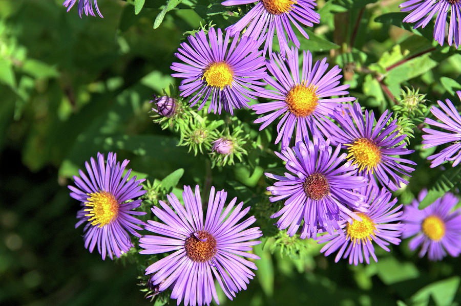Asters Galore Photograph by Valerie Kirkwood