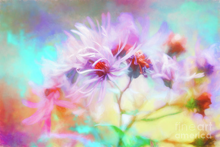 Asters Gone Wild Photograph
