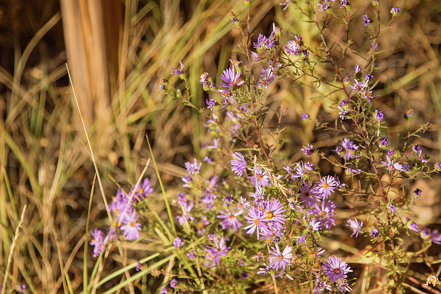 Asters in autumn Photograph by Kunal Mehra