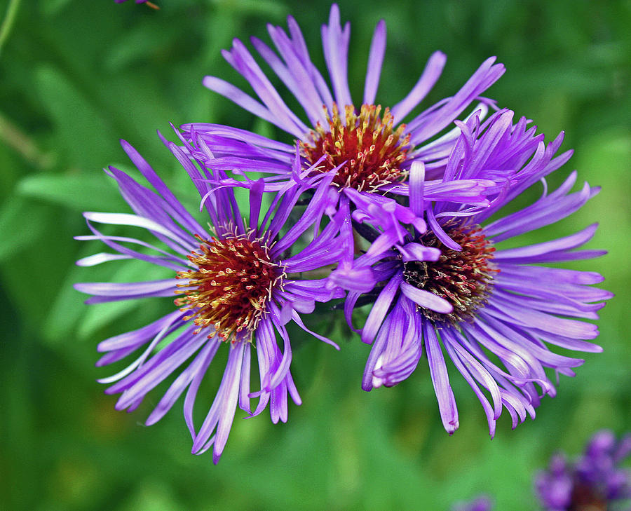 Asters in Bloom Photograph by Kami McKeon