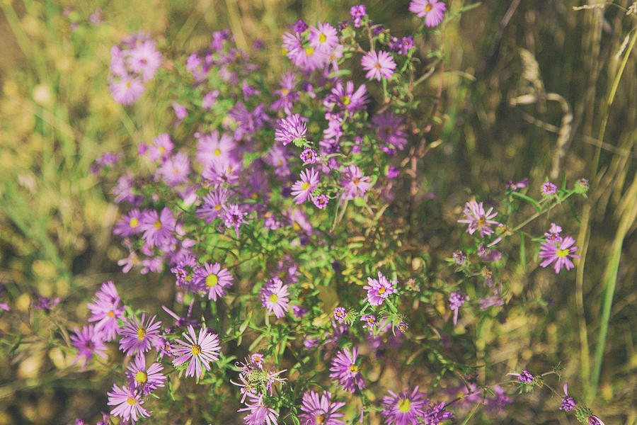 Asters in Santa Fe Photograph by Kunal Mehra