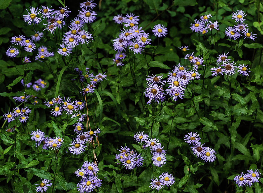 Asters Photograph by Jody Partin