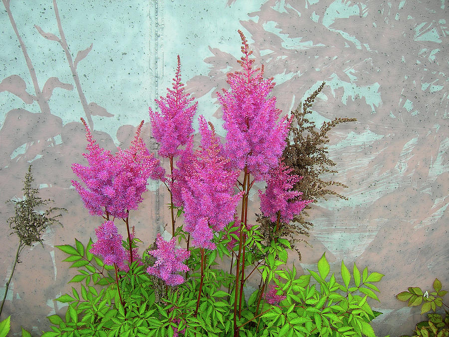 Astilbe and Shadows Photograph by Randy Rosenberger