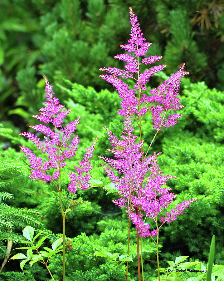 Astilbe Photograph by Don Siebel