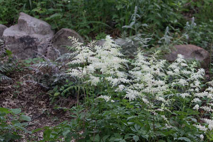 Astilbe - Feathery Beauty II Photograph by Suzanne Gaff
