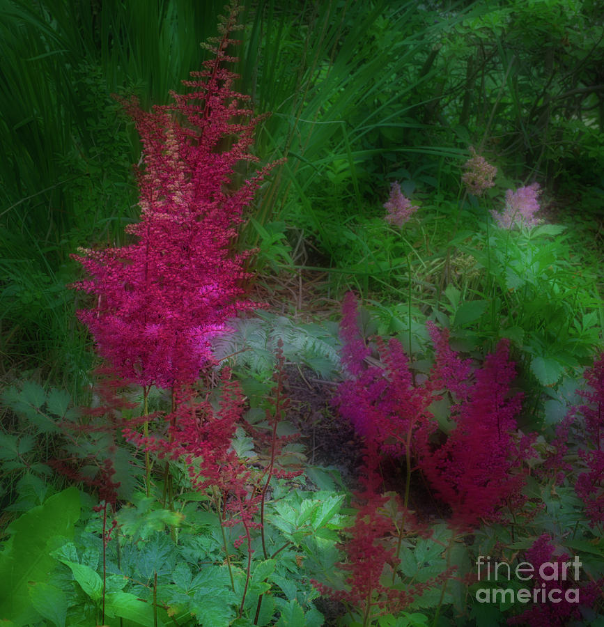 Astilbe in the Garden Photograph by Ann Jacobson
