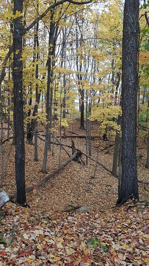 Landscape Photograph - Astonishing autumn by Yazid Ismail Landscape Photograph - Astonishing autumn by Yazid Ismail