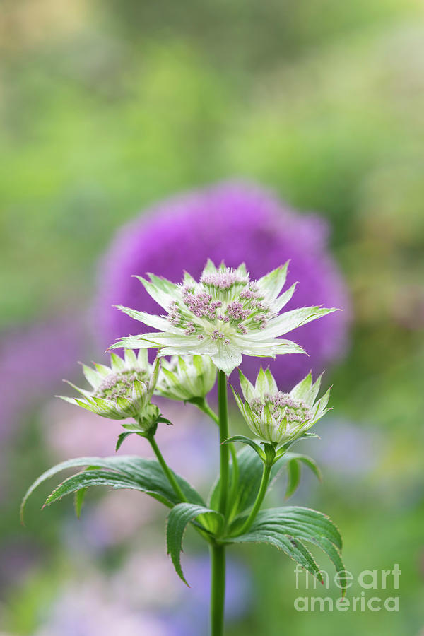Astrantia Buckland  Photograph by Tim Gainey