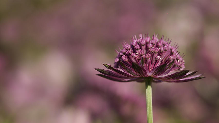 Astrantia Flower Photograph