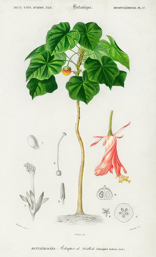 Nature Painting - Astrapoea Wallichii illustrated by Charles Dessalines by Vincent Monozlay