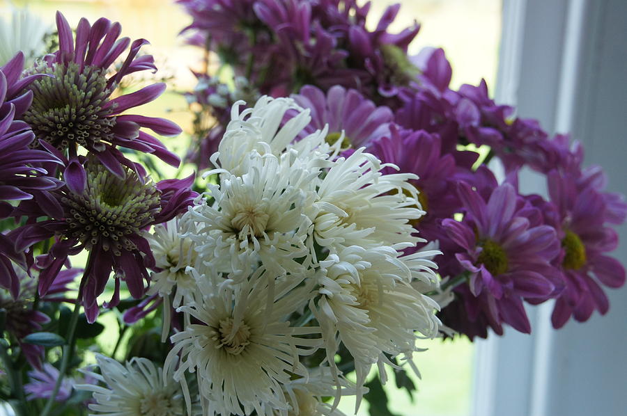 Astras and White Chrysanthemum. Photograph by Elena Perelman