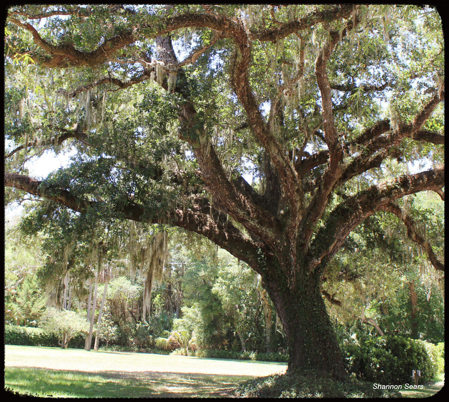 Astride Mighty Oak Photograph by Shannon Sears | Fine Art America