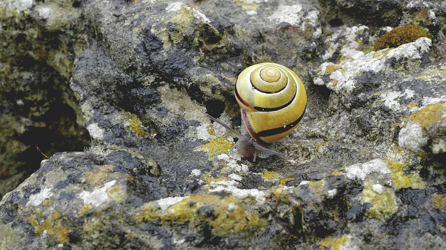 At A Snails Pace Photograph