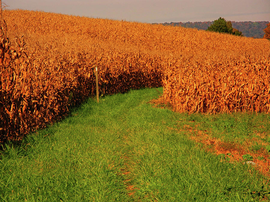 AT as a Corn Field Photograph by Raymond Salani III