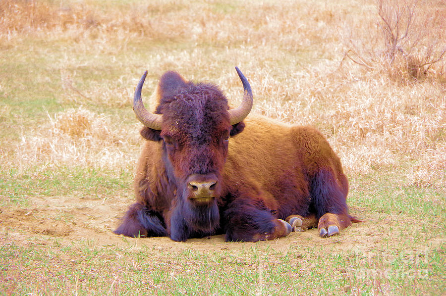 Buffalo Photograph - A Buffalo staring by Jeff Swan