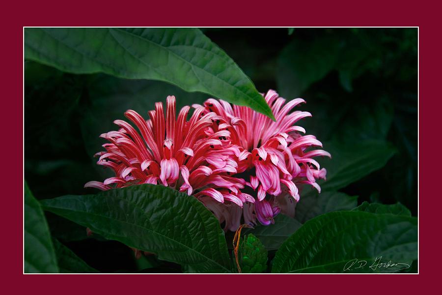 Flowers Photograph - At Center by Richard Gordon Flowers Photograph - At Center by Richard Gordon