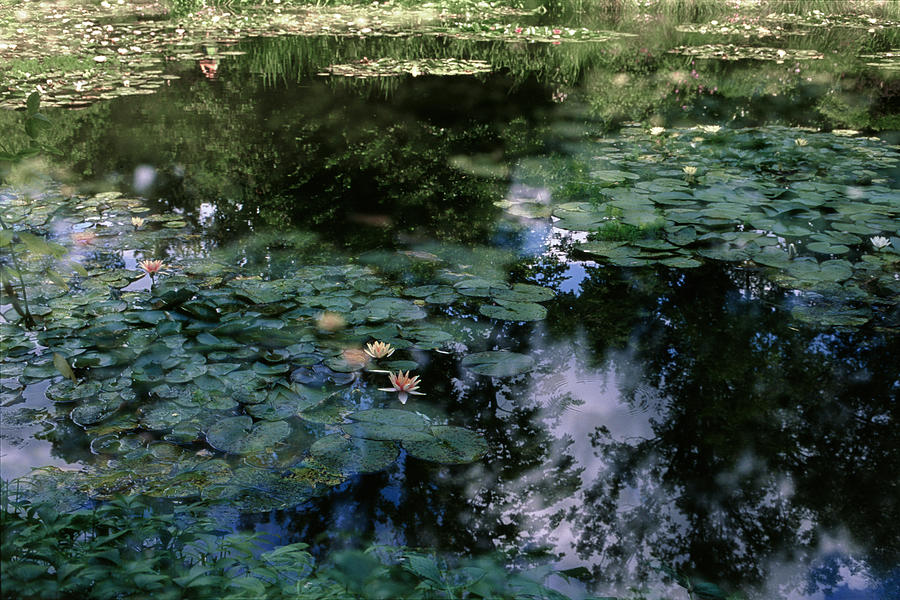 At Claude Monets Water Garden 10 Photograph by Dubi Roman