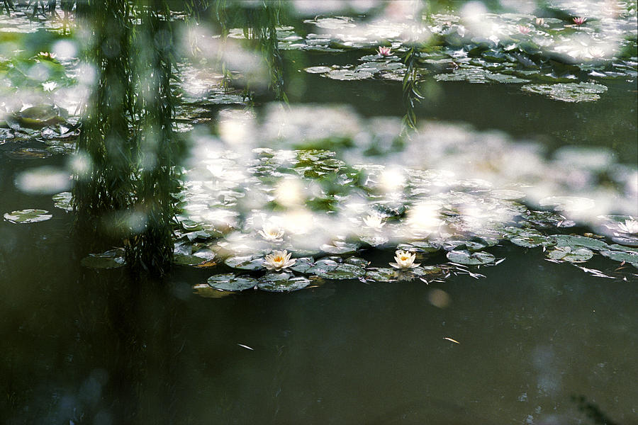 At Claude Monets Water Garden 5 Photograph by Dubi Roman