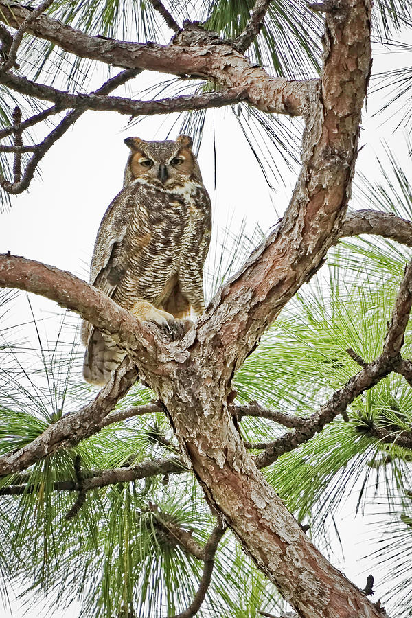 At Home in My Tree Photograph by Dawn Currie