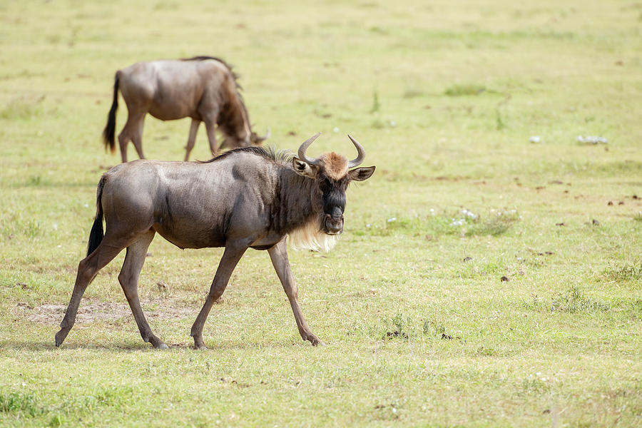 At large and posing Blue Wildebeest in Tanzania Photograph by Marek Poplawski