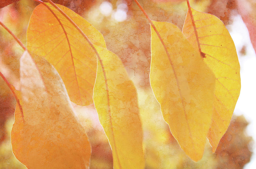 At Leaf Fall Digital Art by Margaret Hormann Bfa