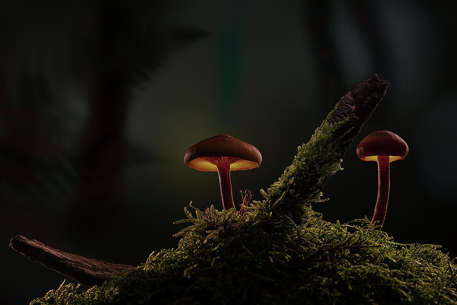 At night in the dark forest - mushrooms glow Photograph by Dirk Ercken