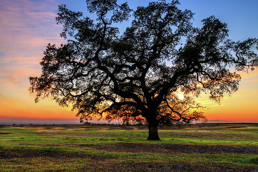 An Oak At Sunset Photograph by James Eddy