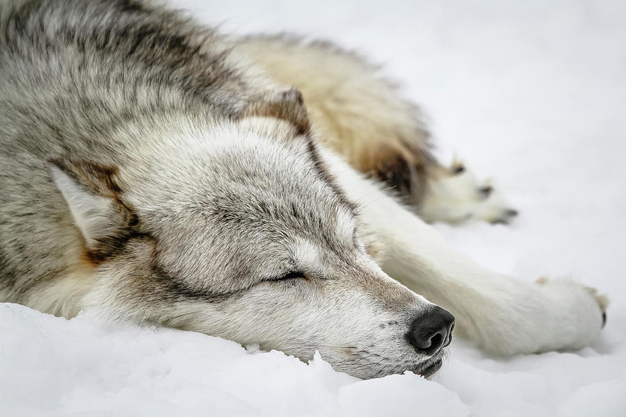 At Peace In The Snow Photograph by Athena Mckinzie