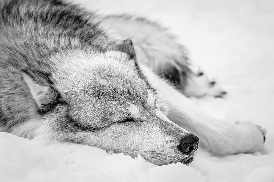 At Peace In The Snow BW Photograph by Athena Mckinzie