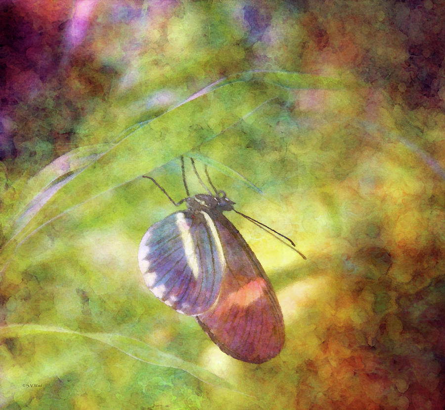 Butterfly Photograph - At Rest 8196 IDP_2 by Steven Ward