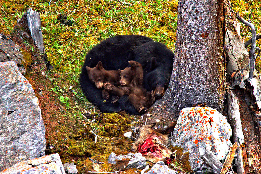 At Rest After A Jasper Feast Photograph by Adam Jewell