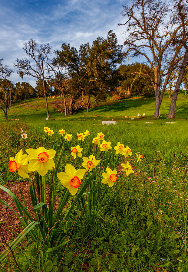 Landscape Photograph - At Rest in a Field of Color by Tim Bryan