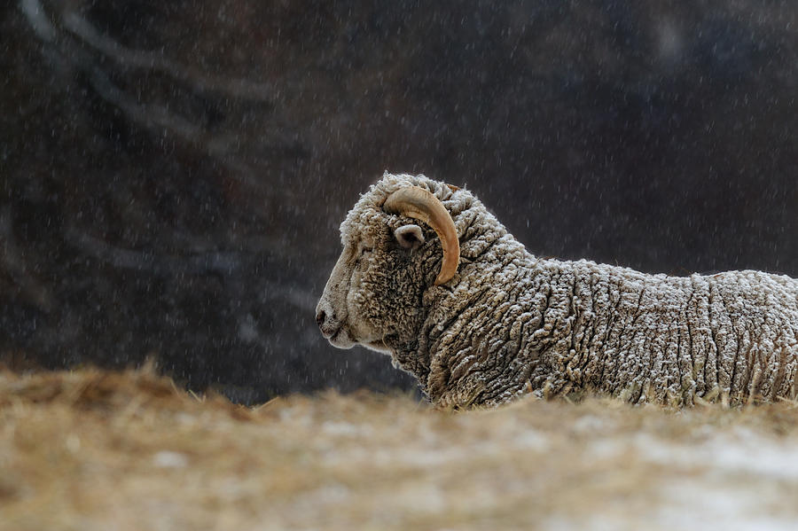 Sheep Photograph - At Rest in Snowfall by Don Schroder