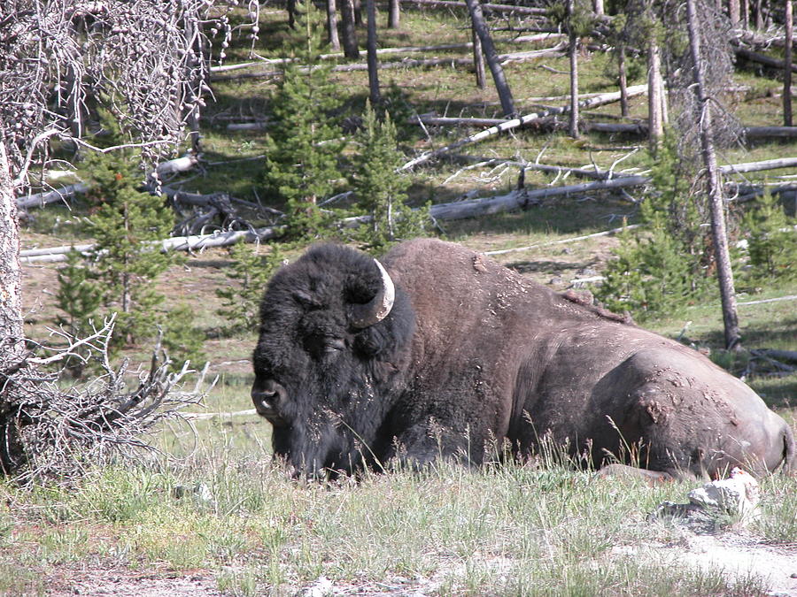 Bison Photograph - At Rest by Jim Goodman