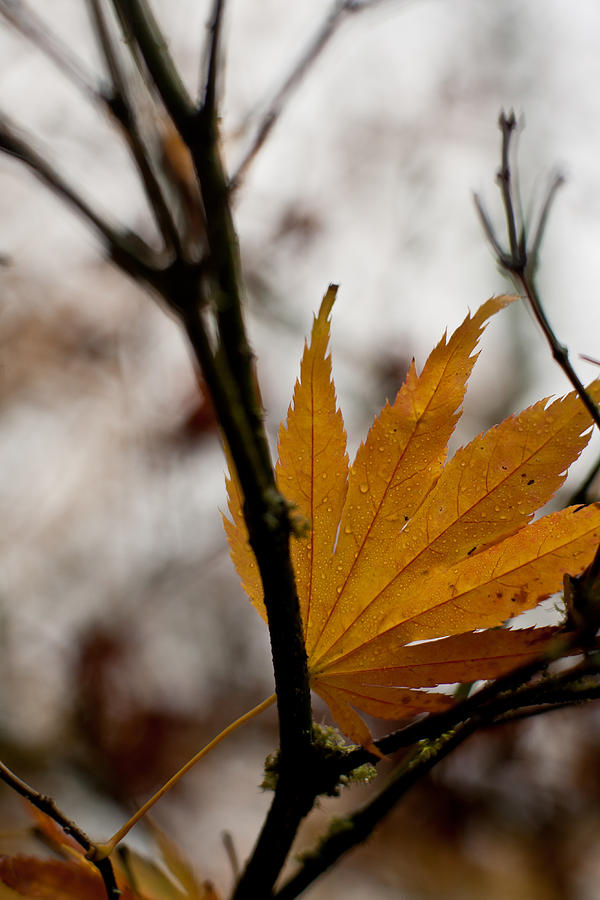 Fall Photograph - At Rest by Mike Reid