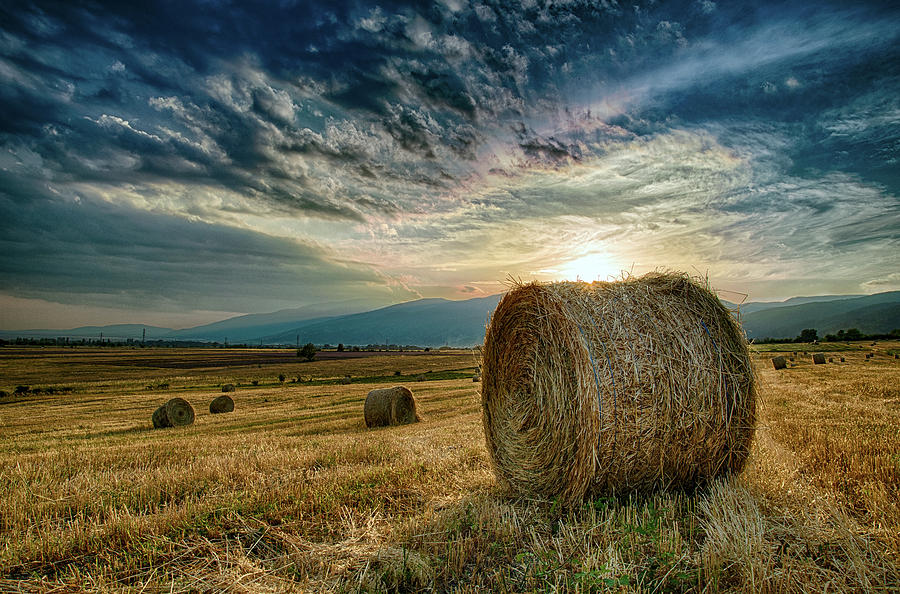 At sunset in the field Photograph by Plamen Petkov