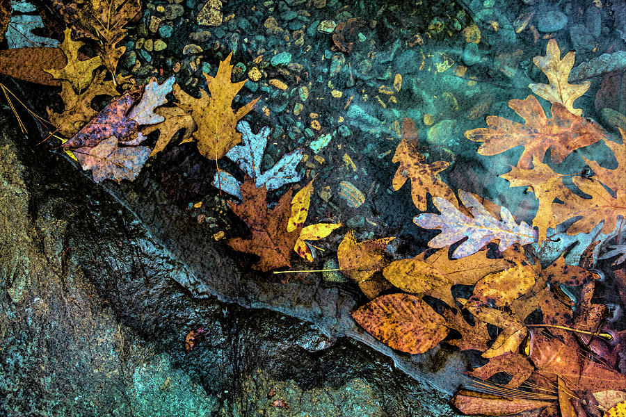 Fall Photograph - At the Edge of the Water Aqua and Golds by Debra and Dave Vanderlaan