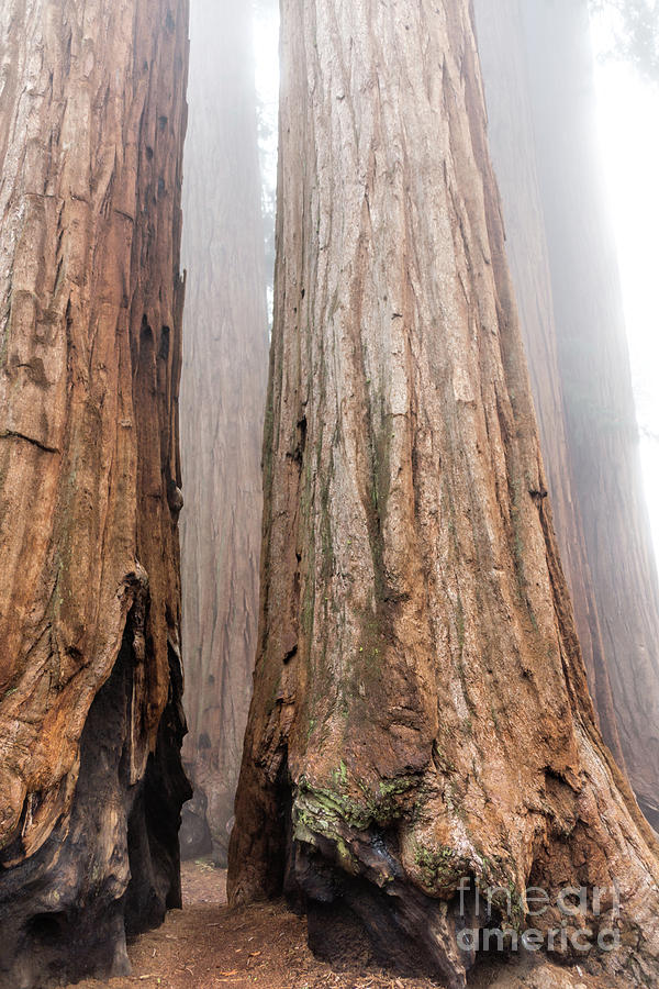 Sequoia National Park Photograph - At the Foot of the Giants by Peggy Hughes