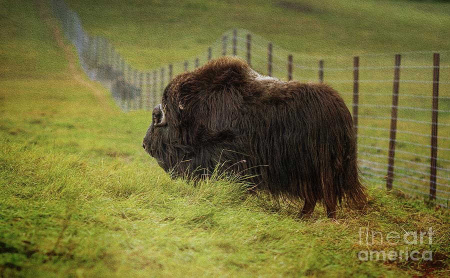 At the Musk Ox Farm Photograph by Eva Lechner