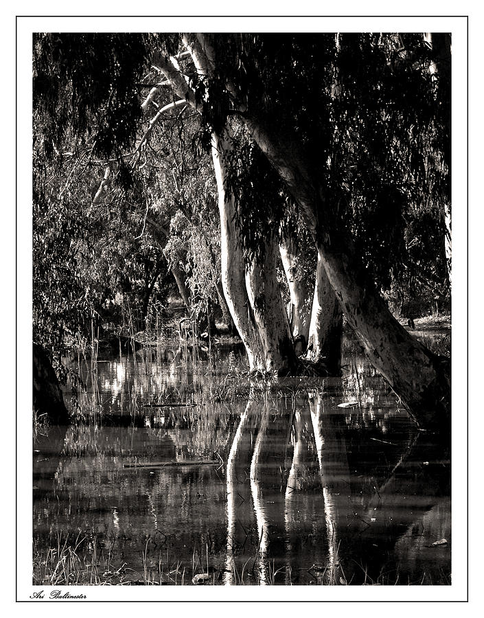 Winter Photograph - At the swamp by Arik Baltinester