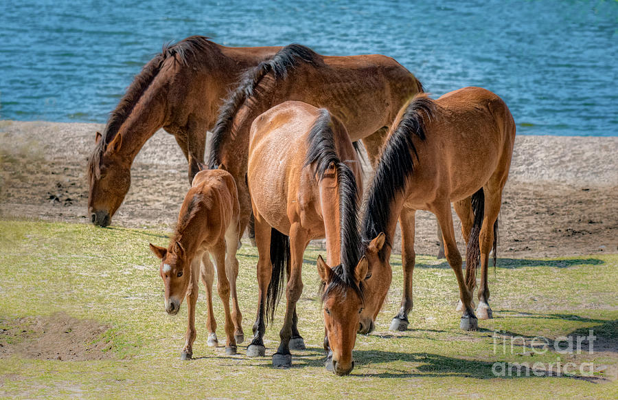 Mustangs At the Watering Hole Photograph by Lisa Manifold
