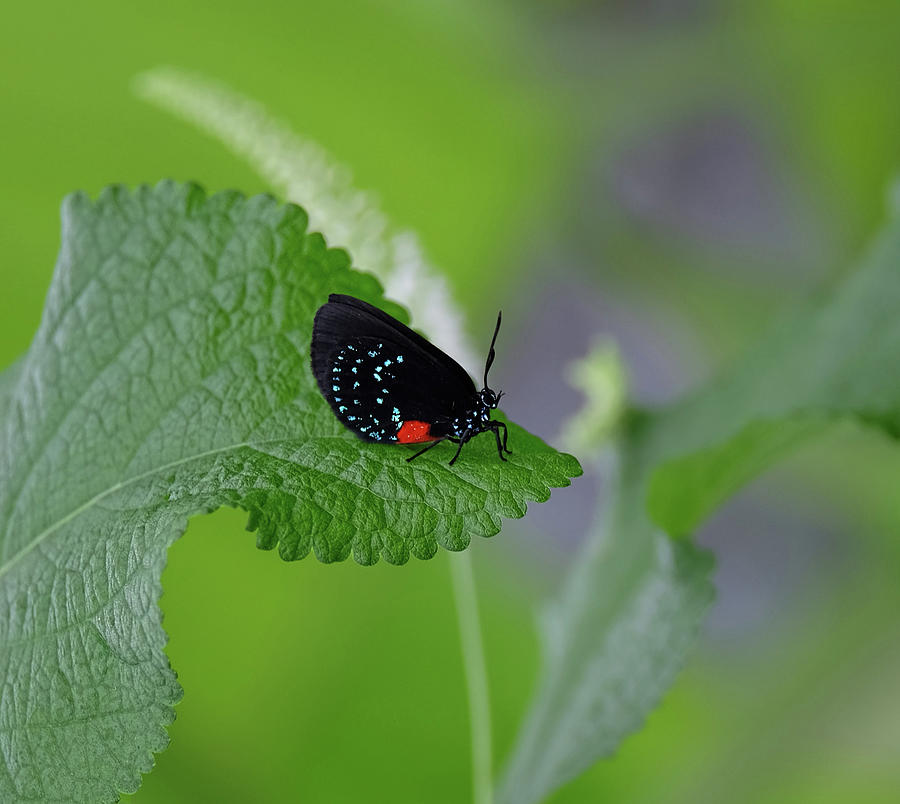 Atala butterfly Photograph by Ronda Ryan