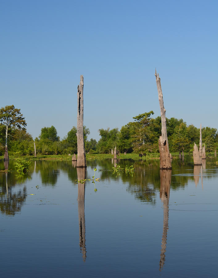 Atchafalaya Basin 19 Southern Louisiana Photograph by Maggy Marsh