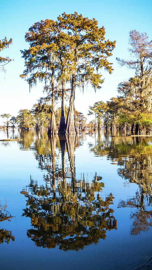 Atchafalaya Swamp 4 Louisiana Photograph by Lawrence S Richardson Jr