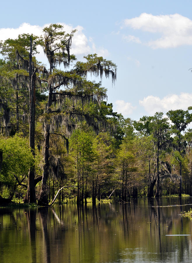 Atchafalaya Swamp Photograph by Kathy Ricca - Fine Art America