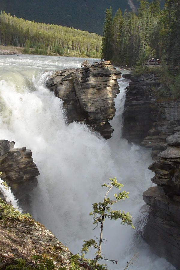 Athabasca Falls, Jasper National Park Photograph By Nicki Bennett 